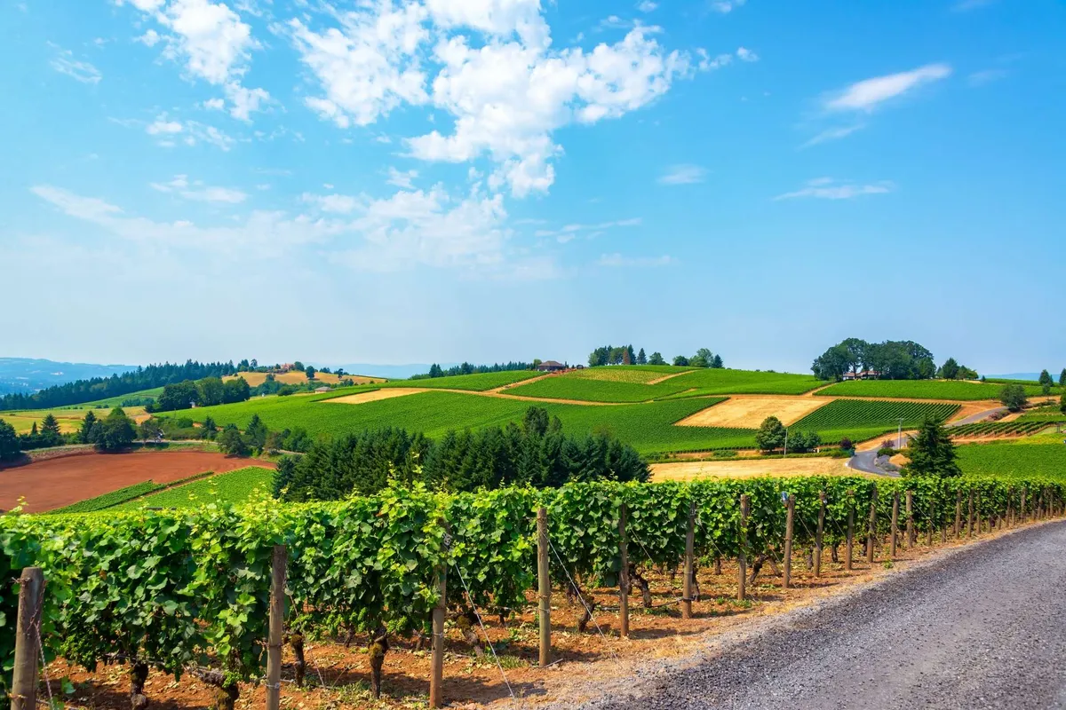 A sweeping view of classic Oregon vineyards, with rows of grapevines stretching across rolling hills under a serene sky. Distant trees and a winding country road hint at the scenic drives and walks available in wine country.